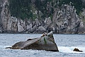 Alaska Wildlife-74